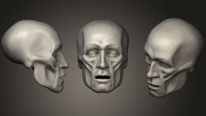 Anatomy of skeletons and skulls (ANTM_0401) 3D model for CNC machine
